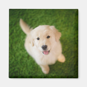 Golden Retriever Puppy on Grass Magnet