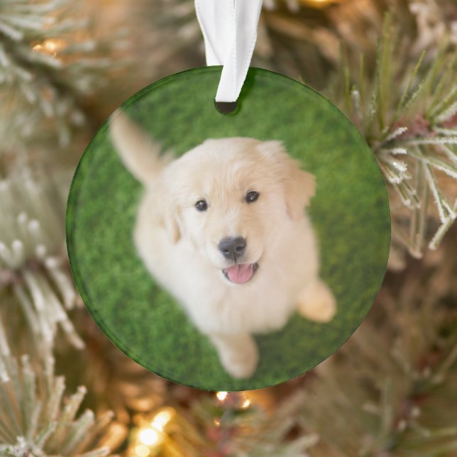 Golden Retriever Puppy on Grass Ornament (Tree)