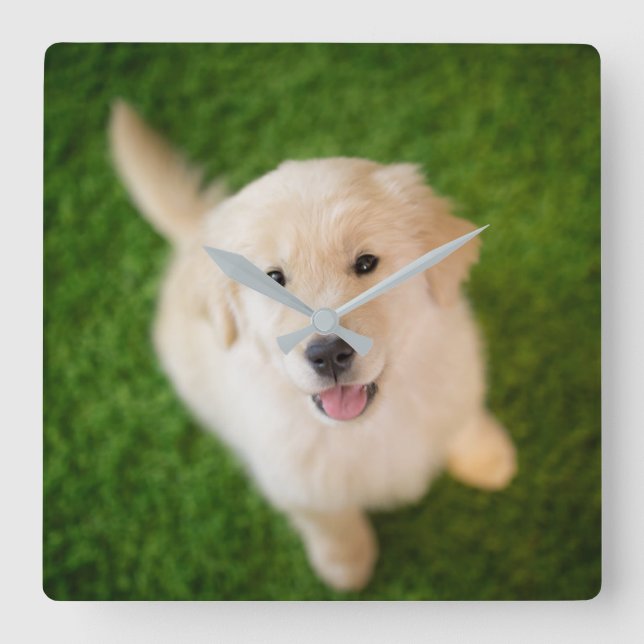 Golden Retriever Puppy on Grass Square Wall Clock (Front)