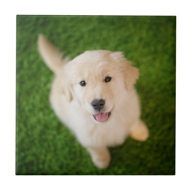 Golden Retriever Puppy on Grass Tile (Front)