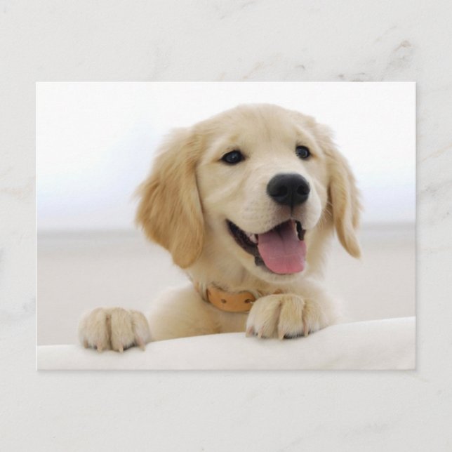 Golden retriever puppy postcard (Front)