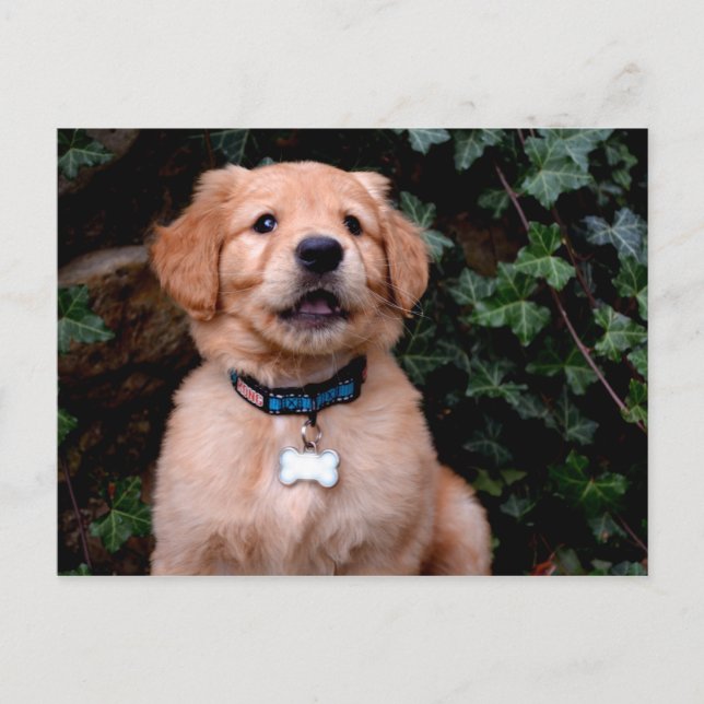 Golden Retriever Puppy Postcard (Front)