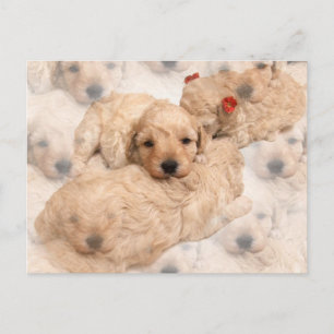 Golden Retriever Puppy Postcard