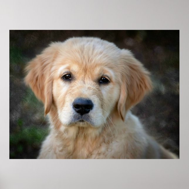 Golden Retriever Puppy Poster (Front)