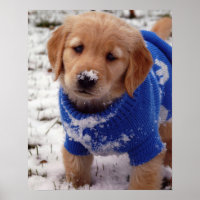 Golden Retriever Puppy