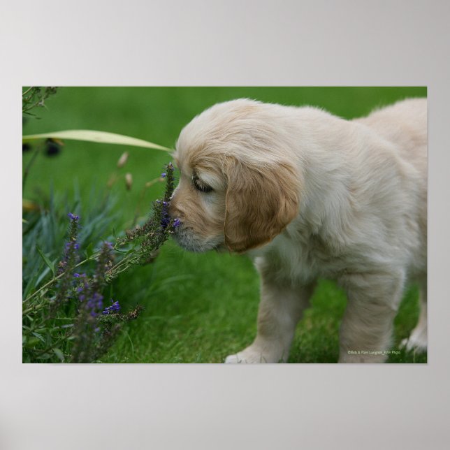 Golden Retriever Puppy Poster (Front)