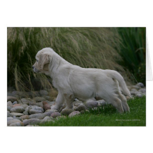 Golden Retriever Puppy Standing