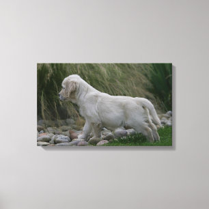 Golden Retriever Puppy Standing Canvas Print