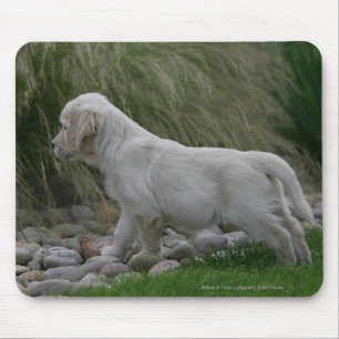 Golden Retriever Puppy Standing Mouse Pad