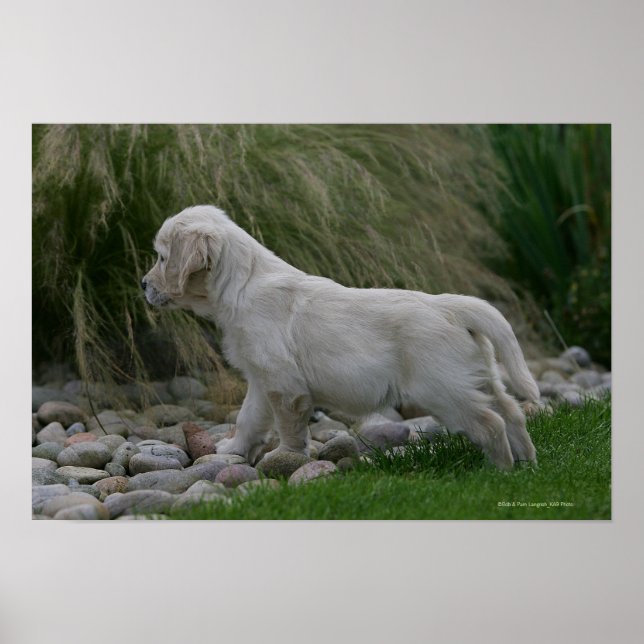 Golden Retriever Puppy Standing Poster (Front)
