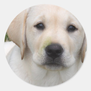 Golden Retriever Puppy Sticker