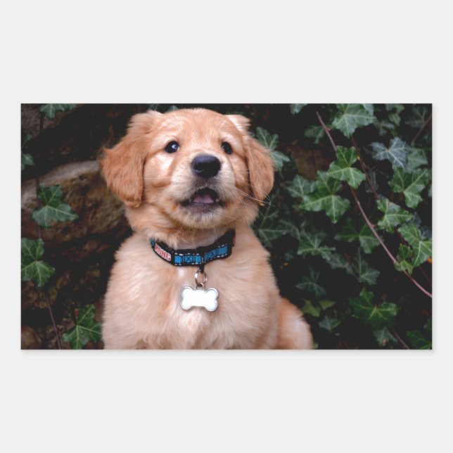 Golden Retriever Puppy Sticker (Front)
