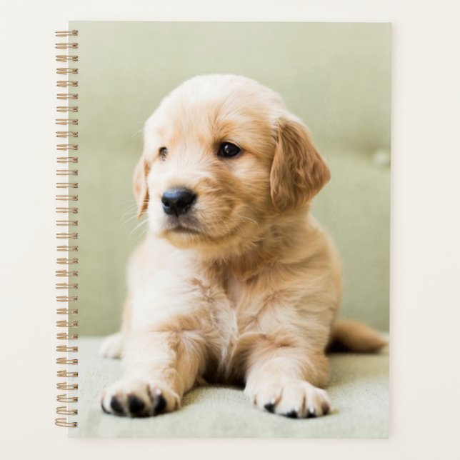 Golden Retriever Puppy sur canapé (Devant)