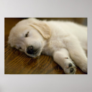 Golden Retriever Puppy Takes A Nap Poster