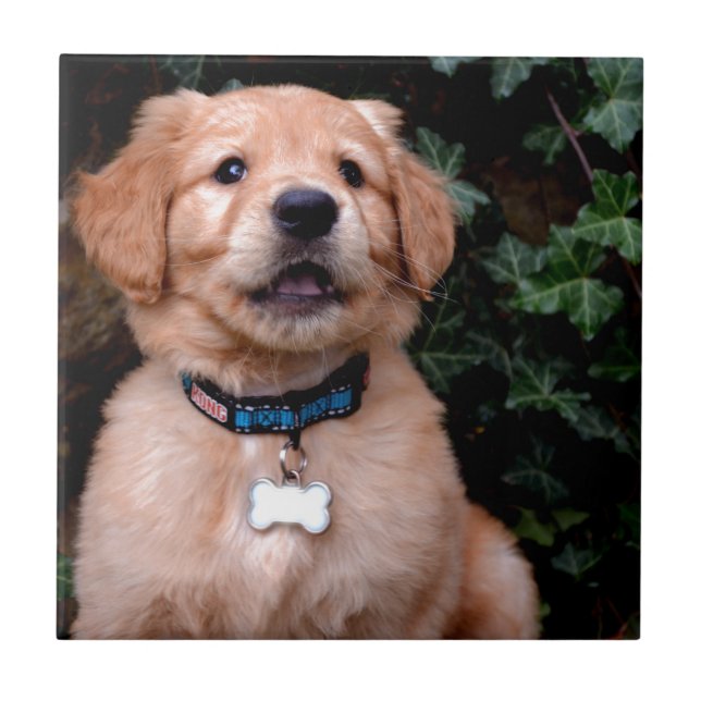 Golden Retriever Puppy Tile (Front)