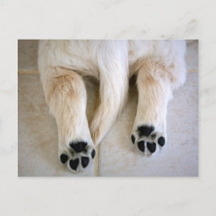 Golden Retriever Puppy Toes Postcard