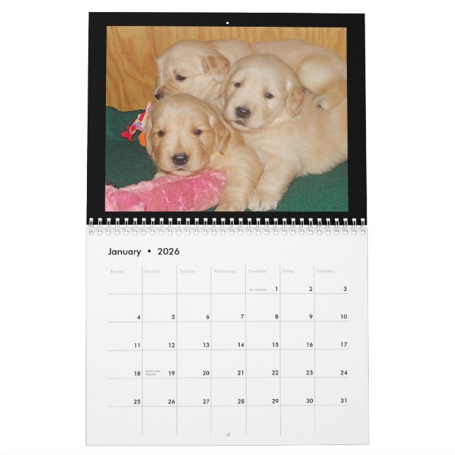 Golden Retriever Puppy Wall Calendar (Jan 2026)