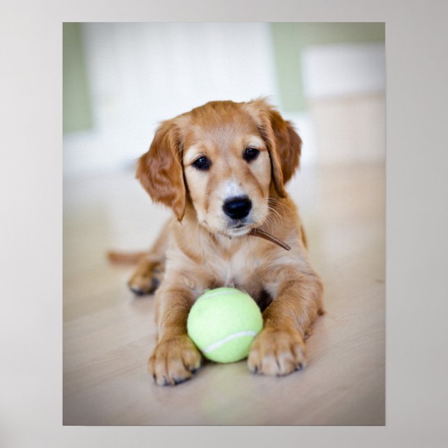 Golden Retriever Puppy Wants To Play Poster (Front)