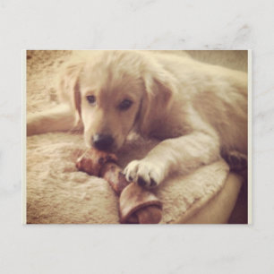Golden Retriever Puppy with a Bone Postcard