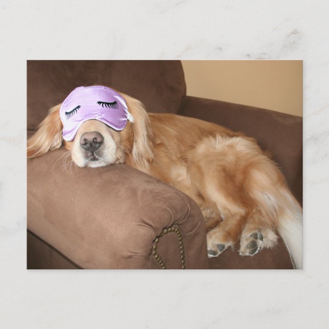 Golden Retriever Retirement Postcard (Front)