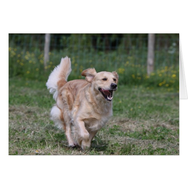 Golden Retriever Running 1 (Devant horizontal)