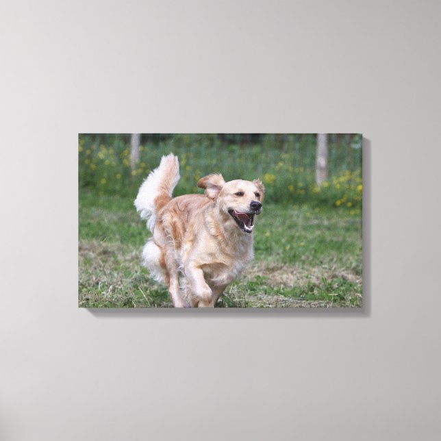 Golden Retriever Running 1 Canvas Print (Front)