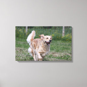 Golden Retriever Running 1 Canvas Print