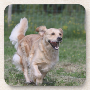 Golden Retriever Running 1 Coaster