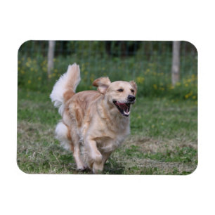 Golden Retriever Running 1 Magnet
