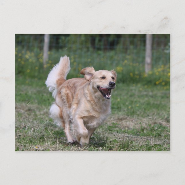 Golden Retriever Running 1 Postcard (Front)