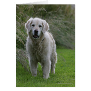 Golden Retriever Running 2