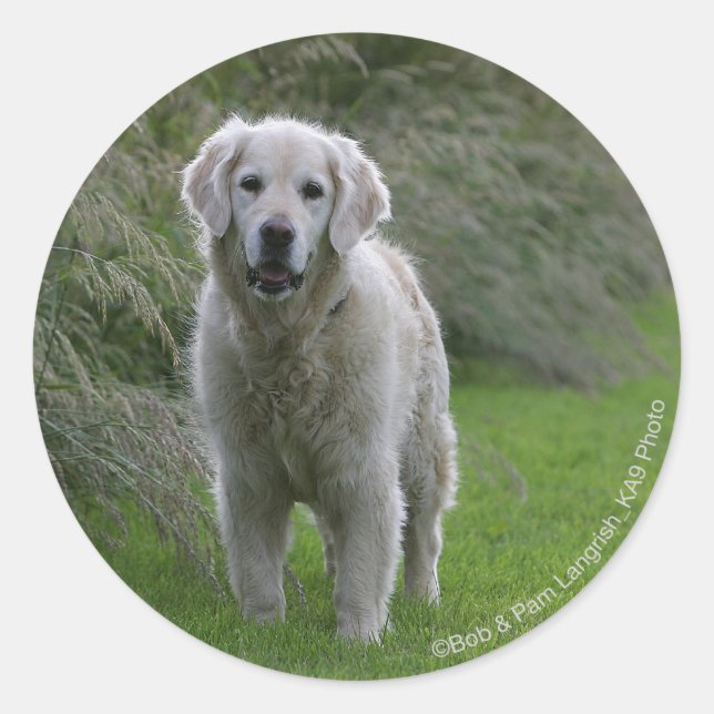 Golden Retriever Running 2 Classic Round Sticker (Front)