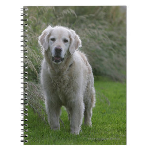 Golden Retriever Running 2 Notebook