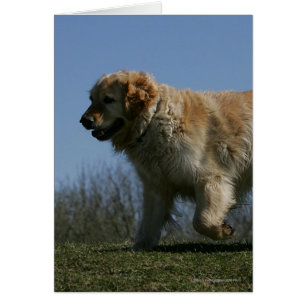 Golden Retriever Running 3