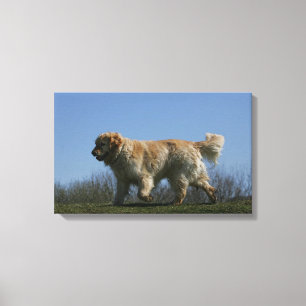 Golden Retriever Running 3 Canvas Print