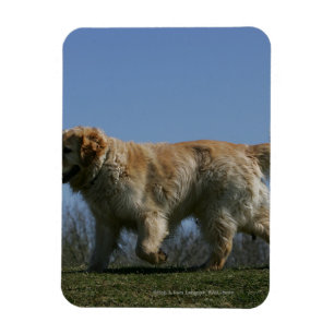 Golden Retriever Running 3 Magnet
