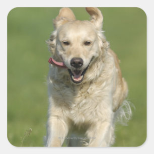 Golden retriever running through meadow square sticker