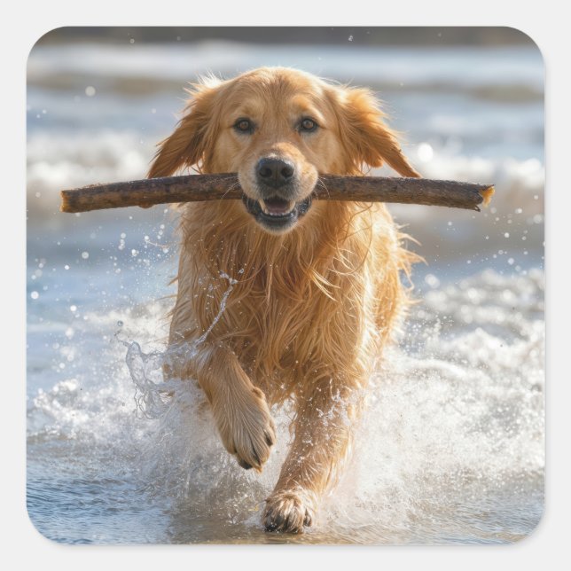 Golden Retriever Running with a Beach Stick Square Sticker (Front)