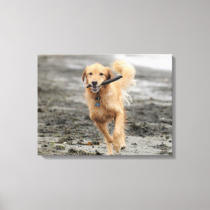 Golden Retriever Running With  Stick In Mouth Canvas Print