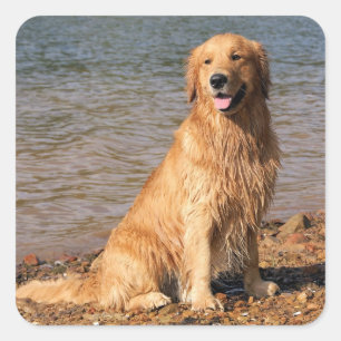 Golden Retriever Sitting Square Square Sticker