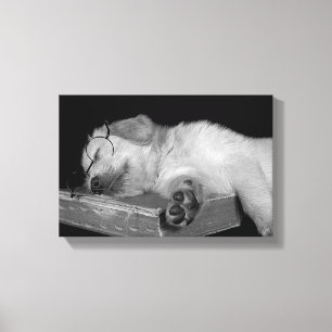 golden retriever sleeping on old book canvas print