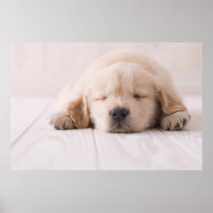 Golden Retriever Sleeping Poster
