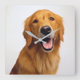 Golden Retriever Smile Square Wall Clock
