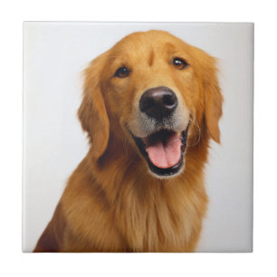 Golden Retriever Smile Tile
