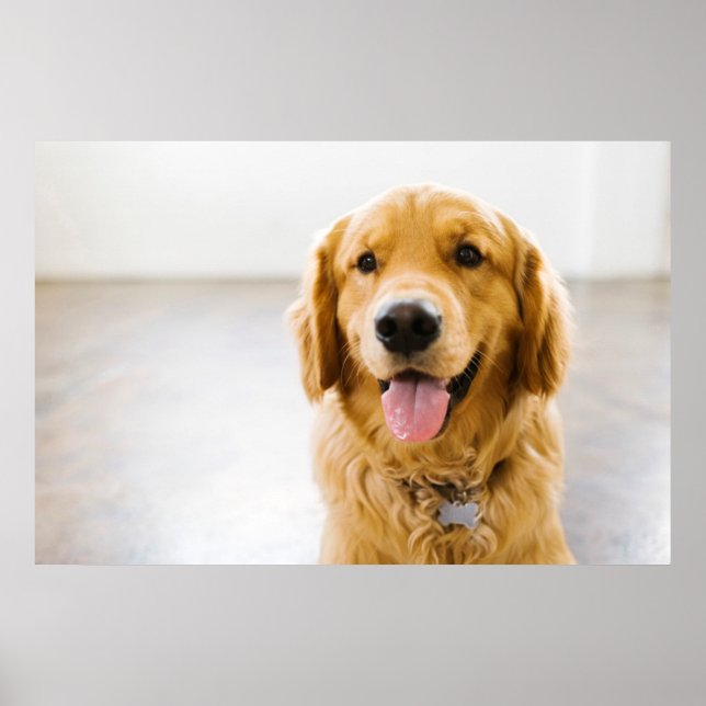 Golden Retriever Smiling Poster (Front)