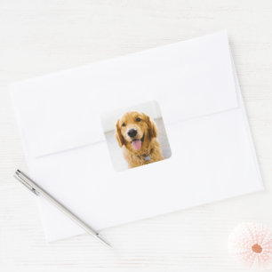 Golden Retriever Smiling Square Sticker