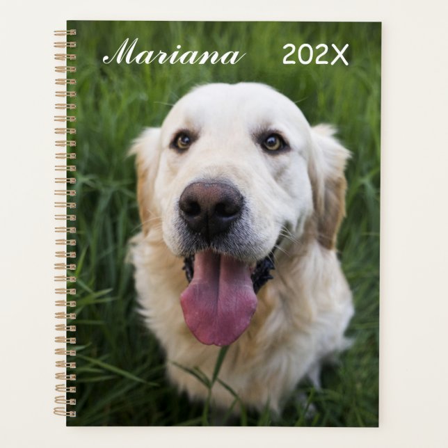 Golden Retriever souriant   (Devant)