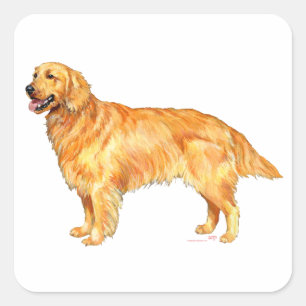 Golden Retriever Square Sticker