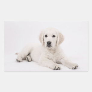 Golden Retriever Sticker