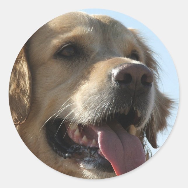 Golden Retriever Sticker (Front)